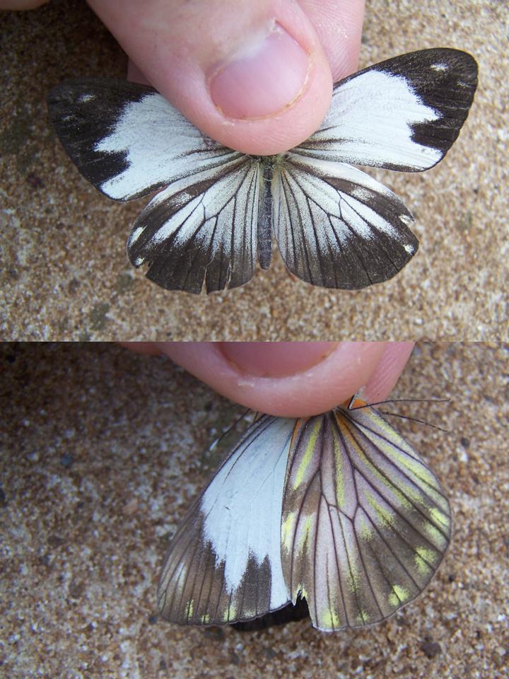 FIGURE 7 FIGURE 7